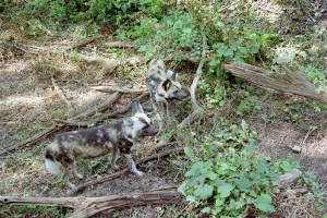 africanwilddogs.jpg