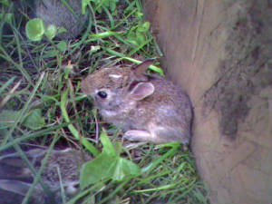babybunny.jpg
