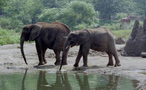 elephants.jpg