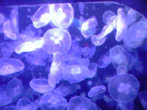 moonglowjellyfish.jpg